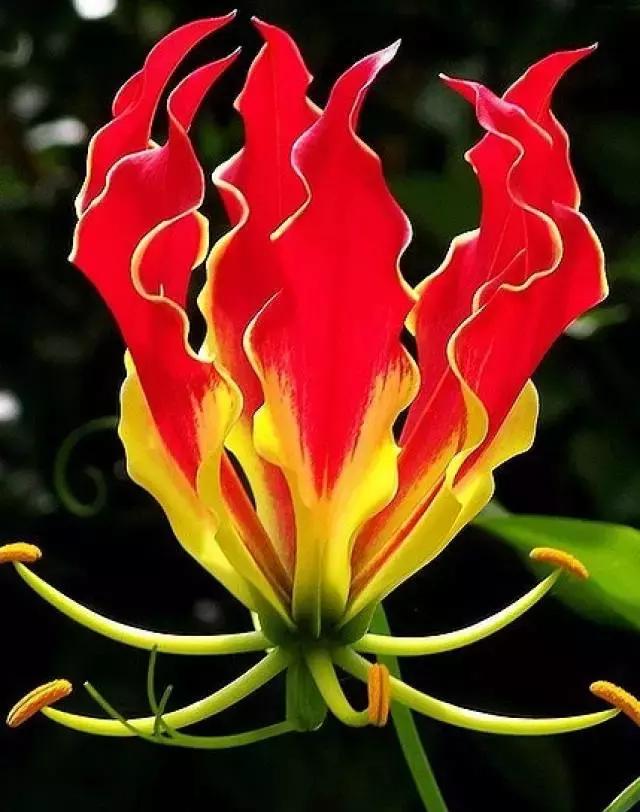 几十种漂亮又特别的兰花邀您共赏,一花一草一世界精品兰花欣赏