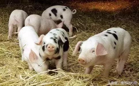 仔猪断尾究竟是对是错？