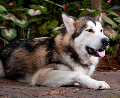 阿拉斯加雪橇犬的品种简介,阿拉斯加雪橇犬的犬种疾病