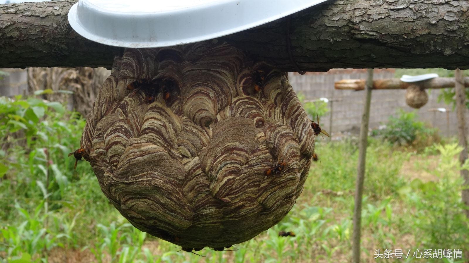 胡蜂养殖细节技术流程,胡蜂养殖最新技术流程