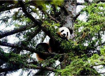 科普:生吃鸟屎营养丰富,用青蛙验孕?这些你没听过的冷知识!