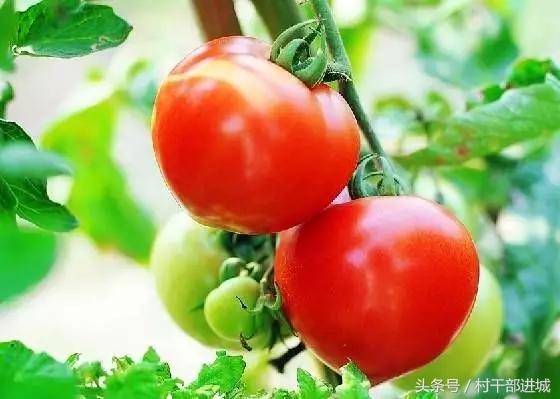 农村现在冷门又挣钱的项目,农村比较适合的赚钱项目