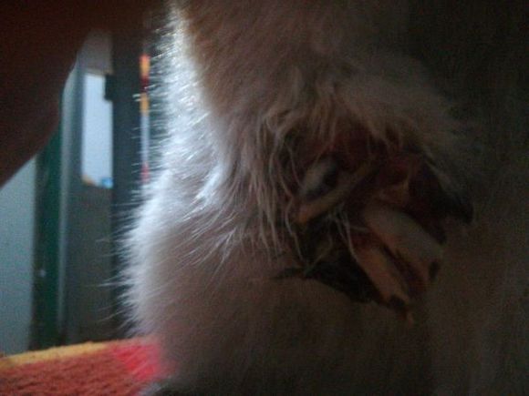 猫咪贪玩彻夜未归,主人深夜寻找,开门的那一刻忍不住哭了!