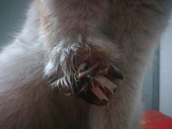 猫咪贪玩彻夜未归,主人深夜寻找,开门的那一刻忍不住哭了!