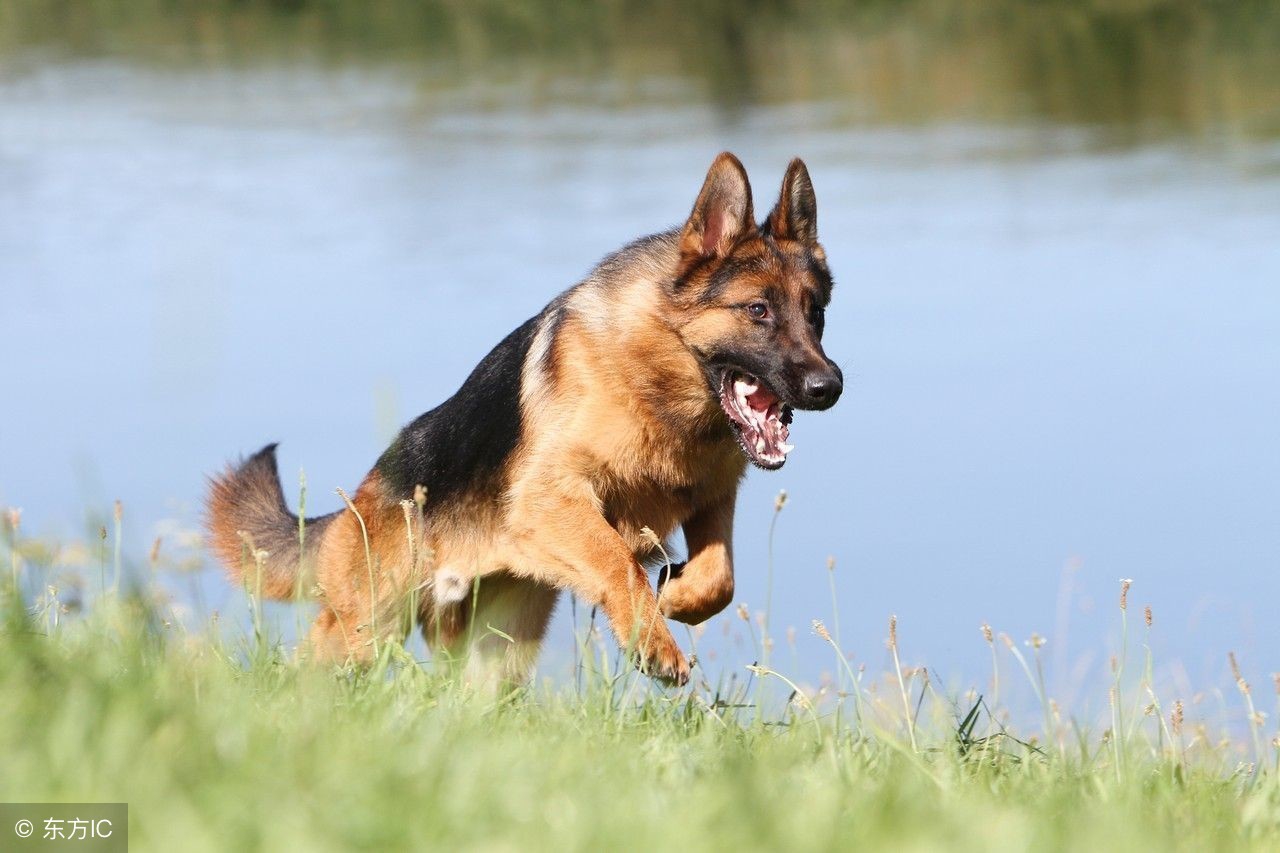 如果德牧是退役军犬的话可以养吗,退役军人训犬视频教程