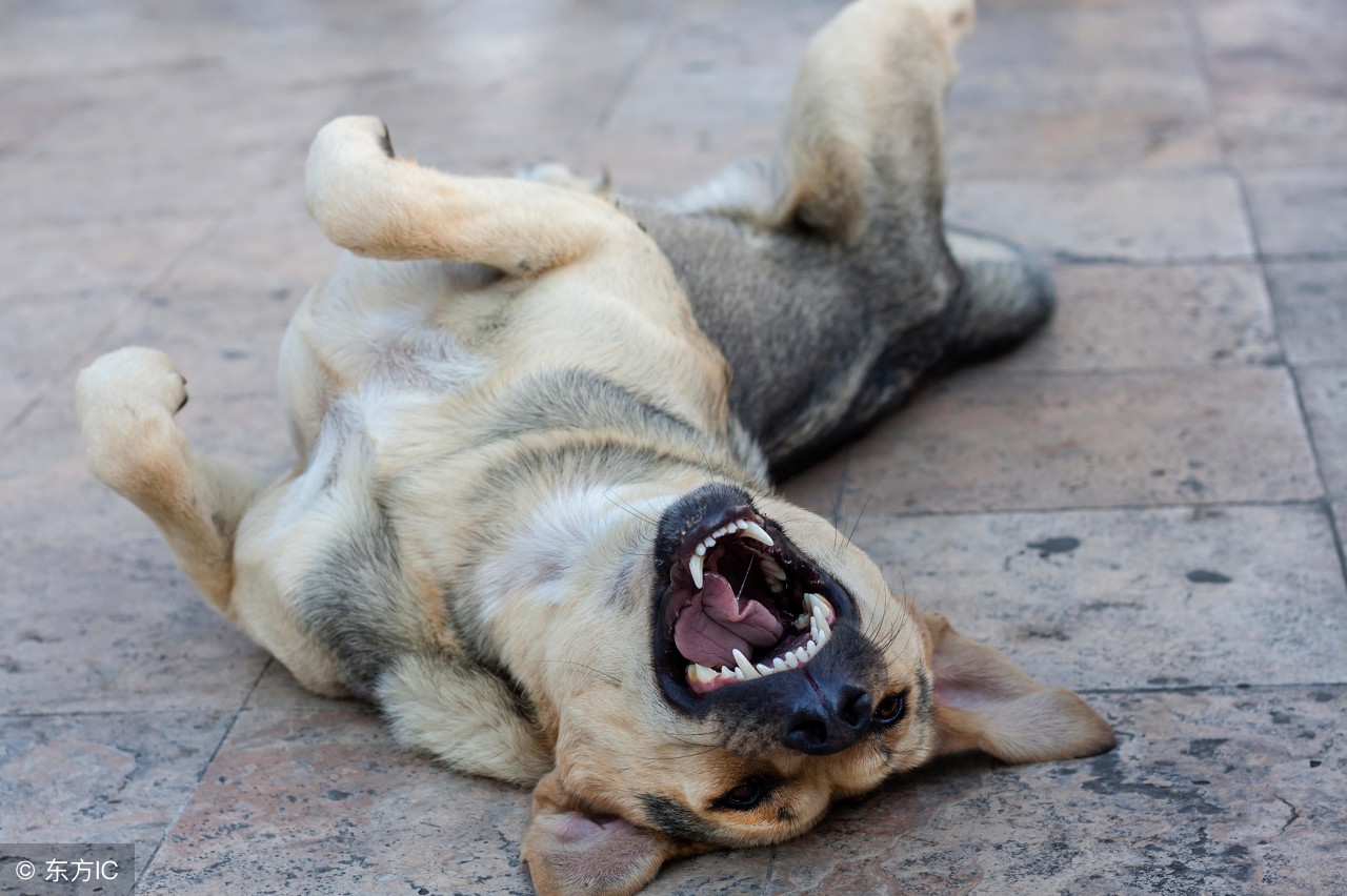 笑话笑到肚子疼文字版,笑到肚子疼的笑话故事