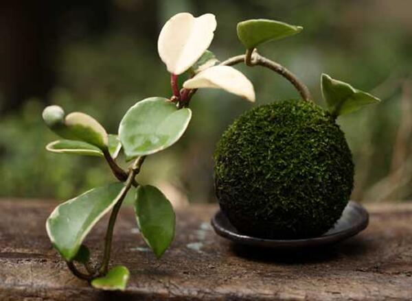 苔藓球植物养殖方法,苔藓球种植方法视频