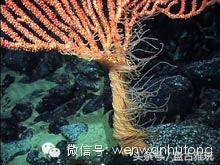 红珊瑚介绍方法,红珊瑚识别方法