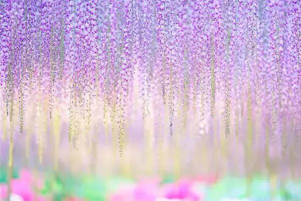 一场比樱花浪漫的紫藤之旅,一场紫藤花下的旅行