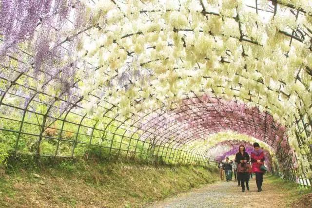 一场比樱花浪漫的紫藤之旅,一场紫藤花下的旅行