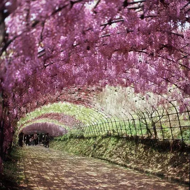 一场比樱花浪漫的紫藤之旅,一场紫藤花下的旅行