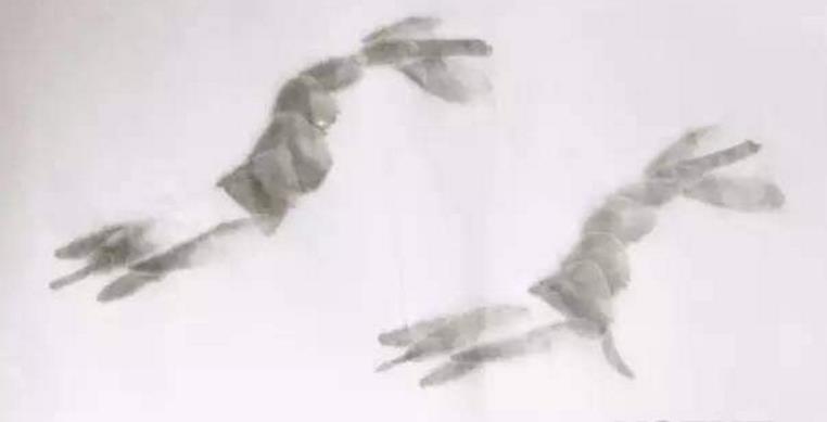 水墨大虾怎么画,水墨彩色大虾画