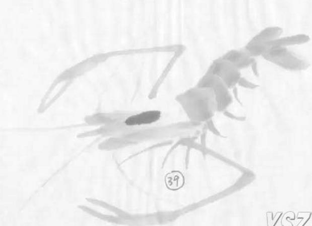 水墨大虾怎么画,水墨彩色大虾画