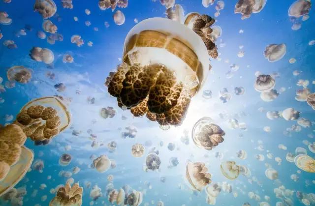 帕劳潜水最好的季节,帕劳潜水好玩的地方