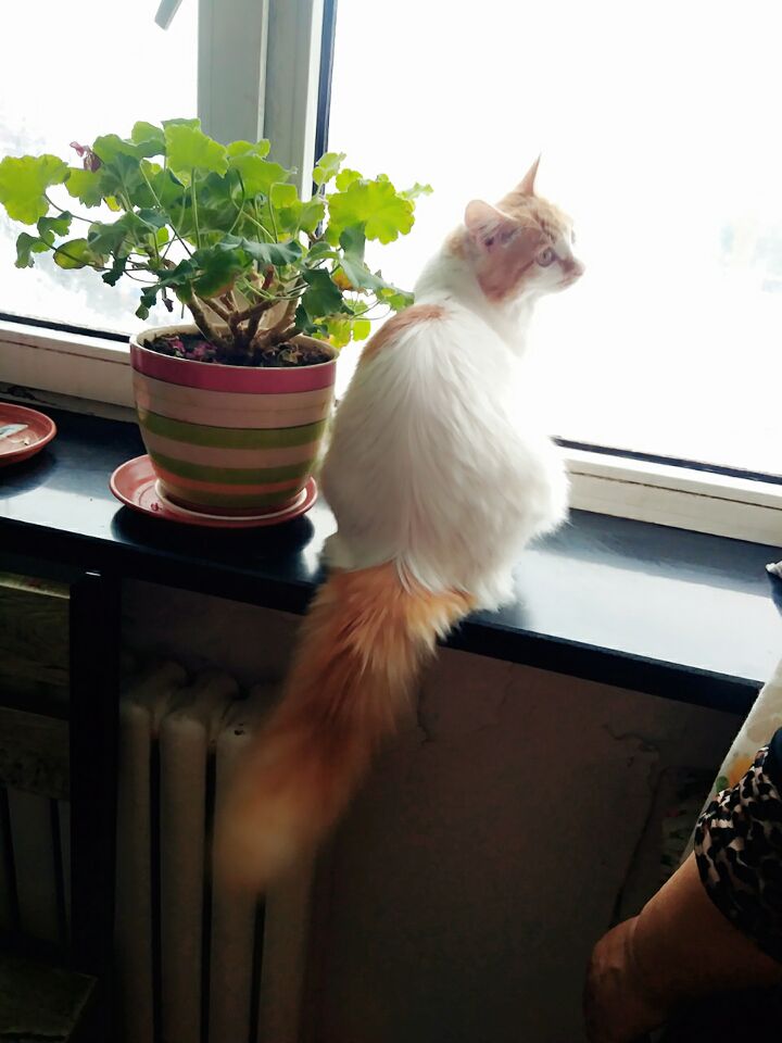 如何确定自家的猫主子到了求偶期？怎么应对？