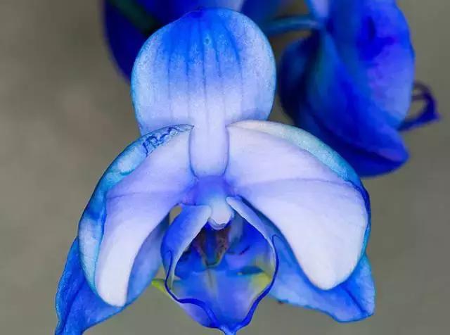 几十种漂亮又特别的兰花邀您共赏,一花一草一世界精品兰花欣赏