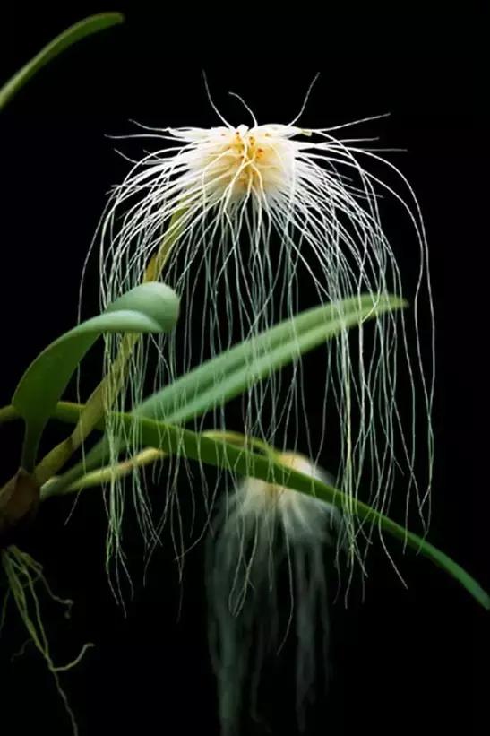 几十种漂亮又特别的兰花邀您共赏,一花一草一世界精品兰花欣赏