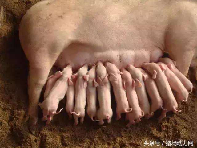 仔猪断尾究竟是对是错？