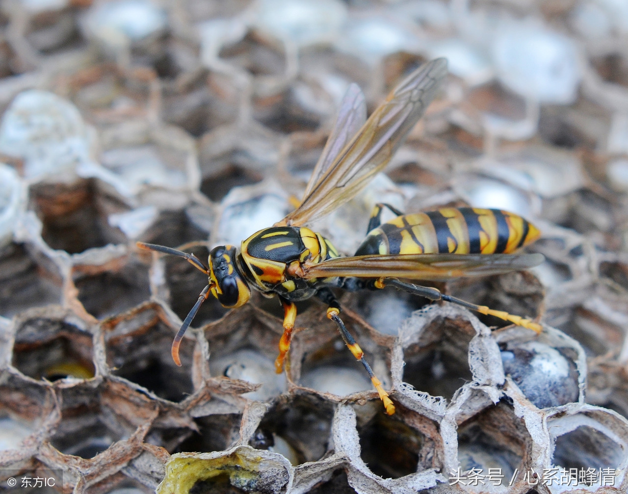 胡蜂养殖细节技术流程,胡蜂养殖最新技术流程