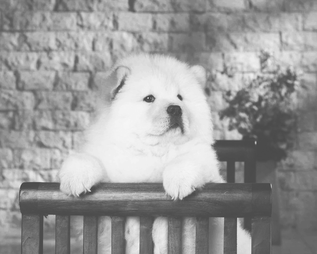 你觉得它的命运该是怎样的——《小松狮》…