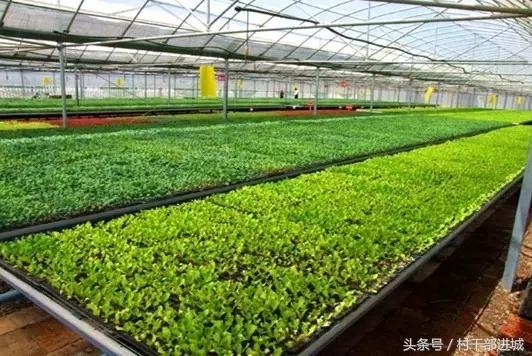 农村现在冷门又挣钱的项目,农村比较适合的赚钱项目