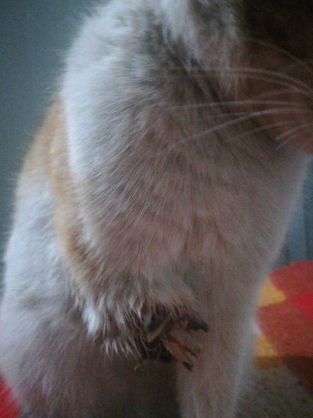 猫咪贪玩彻夜未归,主人深夜寻找,开门的那一刻忍不住哭了!