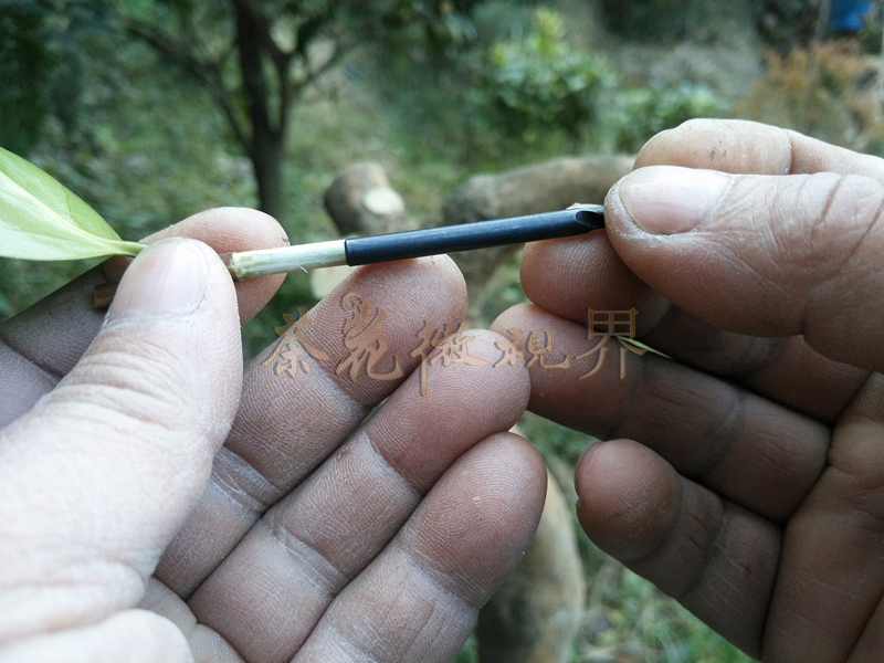 茶花嫁接技术图解大全集,茶花不去头腹接嫁接法