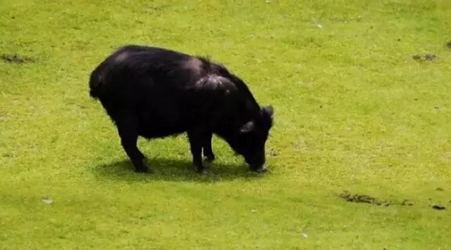 亥时生肖猪的命运,明年特别旺的属相猪