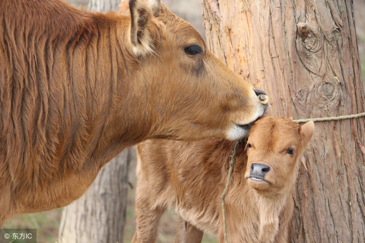 临产母牛犊牛死亡有什么症状,新生牛犊假死怎么治疗