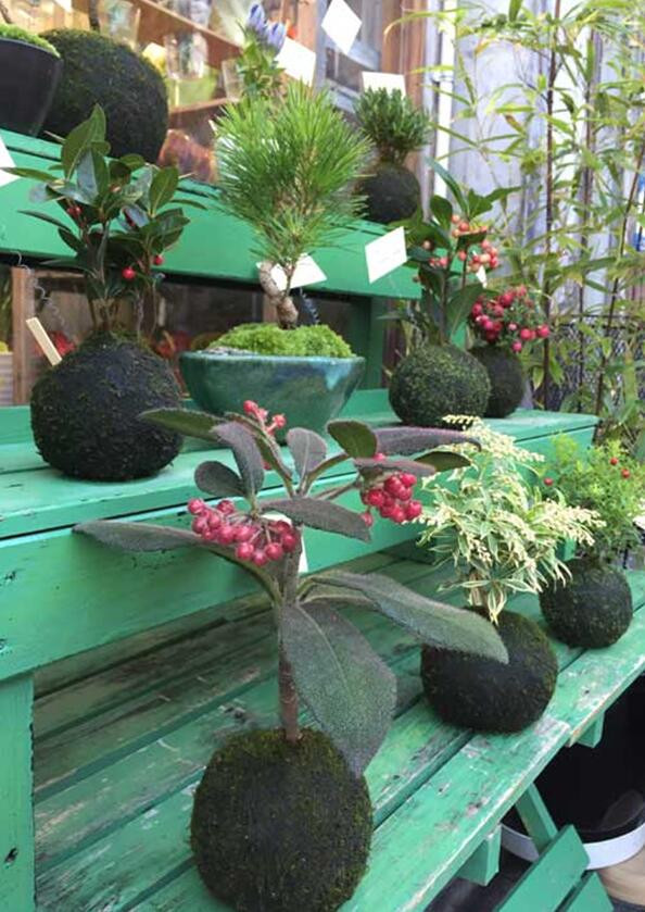 苔藓球植物养殖方法,苔藓球种植方法视频