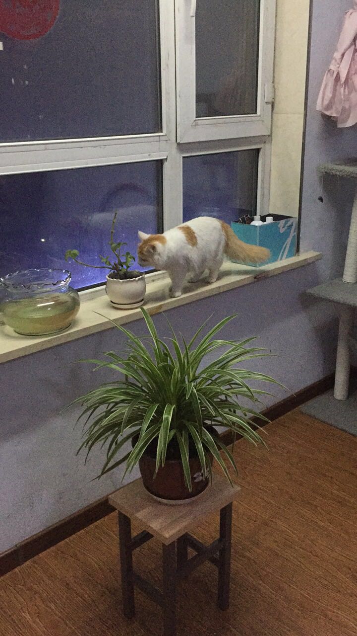 如何确定自家的猫主子到了求偶期？怎么应对？