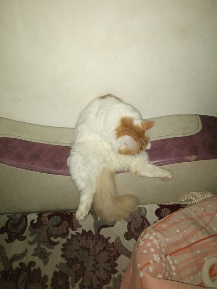 如何确定自家的猫主子到了求偶期？怎么应对？