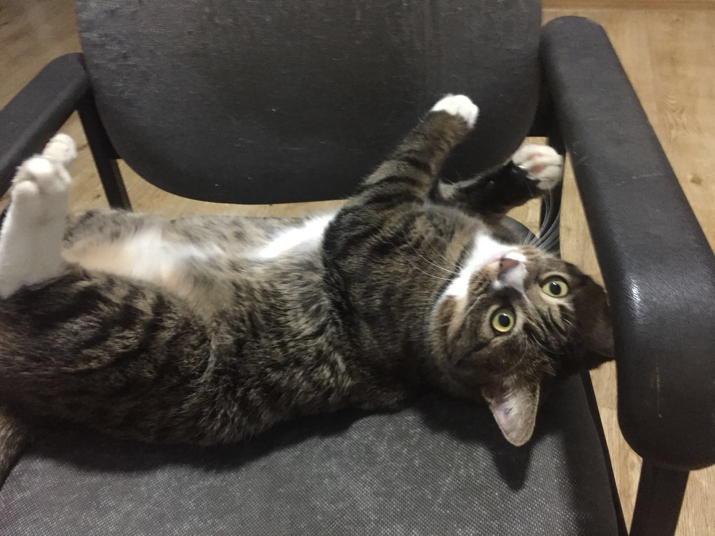 如何确定自家的猫主子到了求偶期？怎么应对？