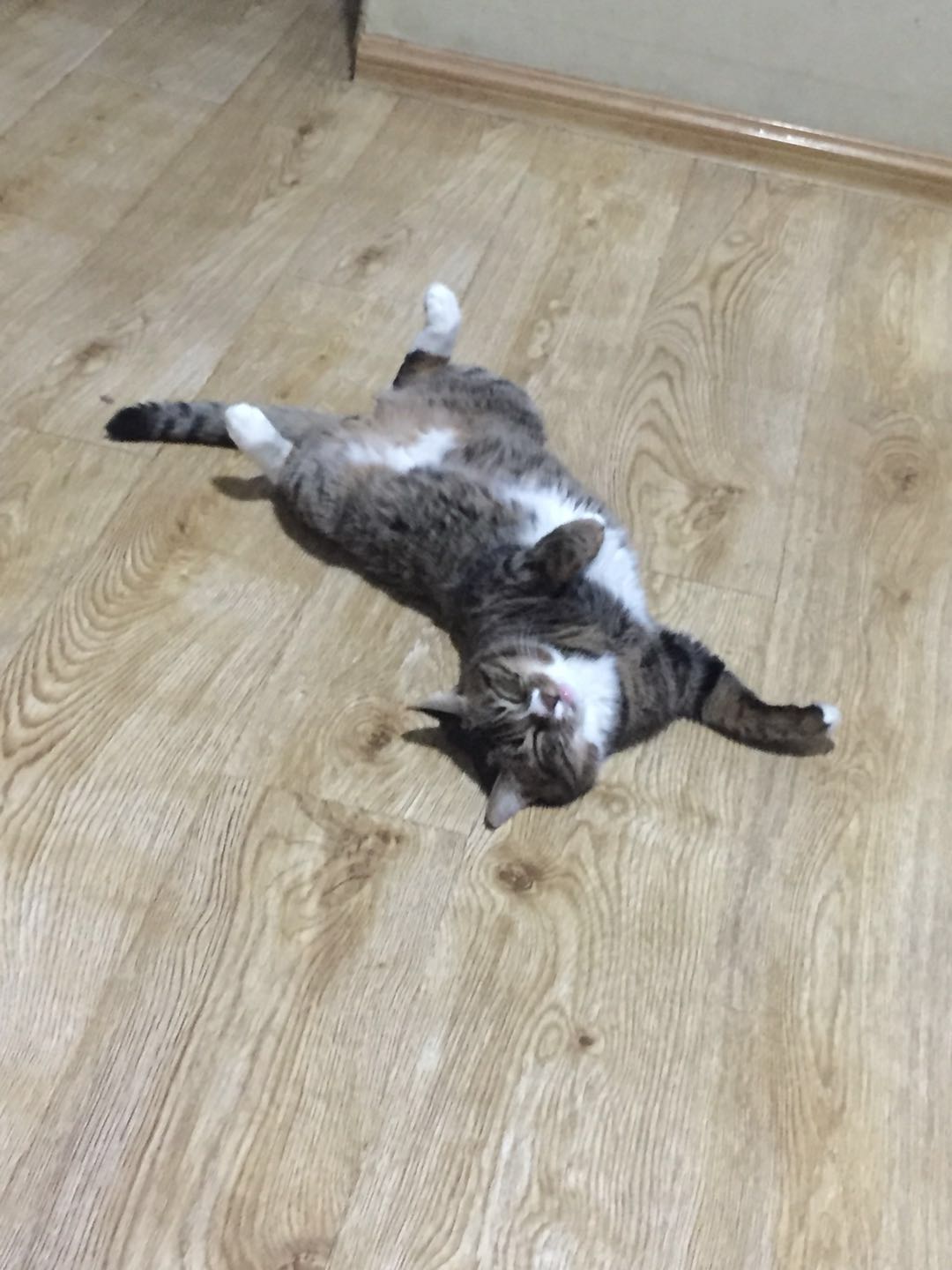 如何确定自家的猫主子到了求偶期？怎么应对？