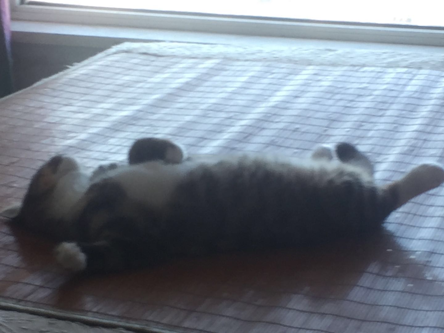 如何确定自家的猫主子到了求偶期？怎么应对？