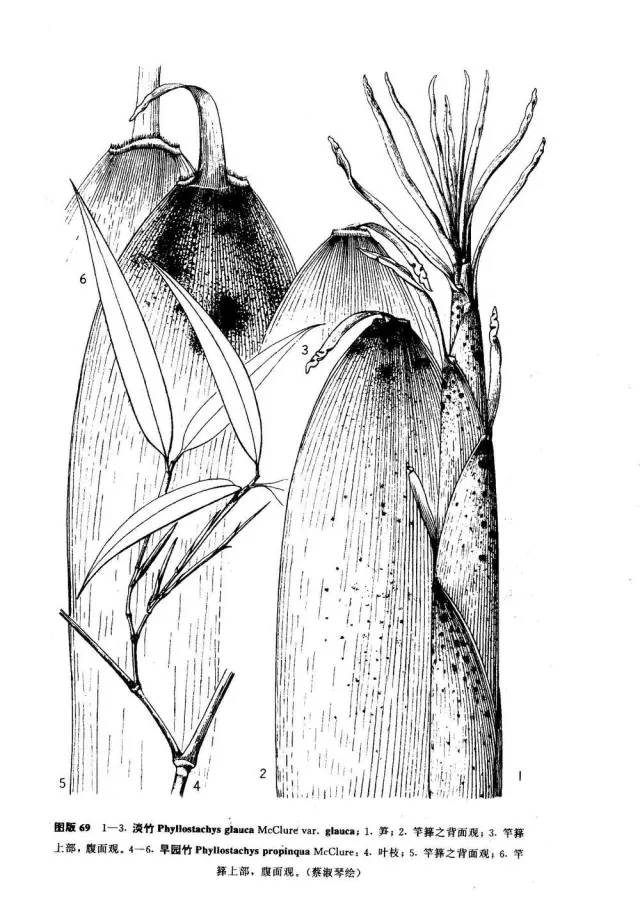 东北能种的竹子,26种竹子大全