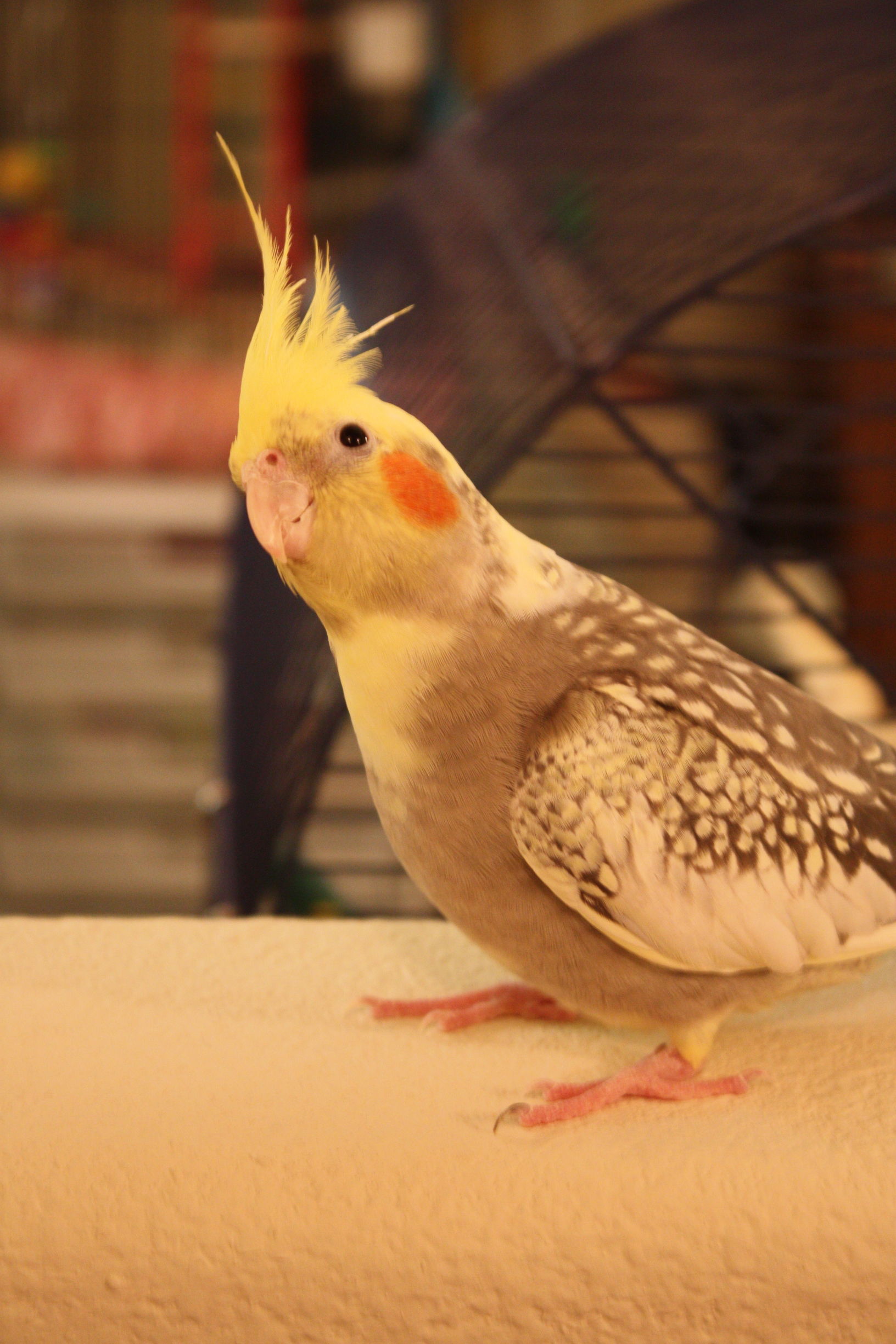 玄凤属于国家保护动物吗,玄凤鹦鹉是否是三有动物