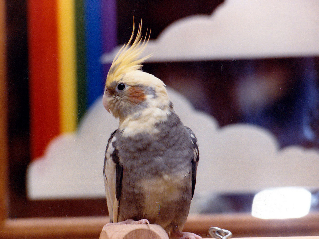 玄凤属于国家保护动物吗,玄凤鹦鹉是否是三有动物