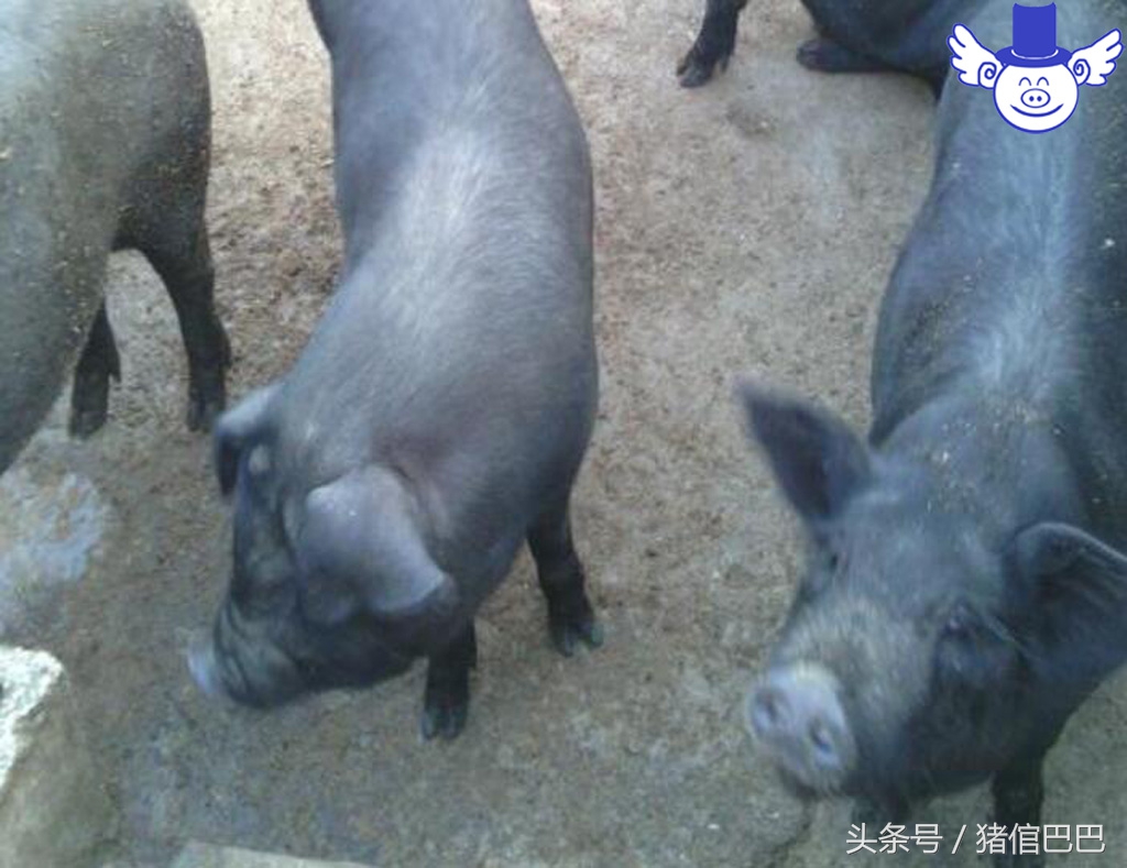 猪裂蹄什么原因引起用什么药,猪的蹄裂病会不会自愈