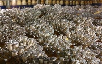 平菇种植最近新技术视频,各种平菇种植技术