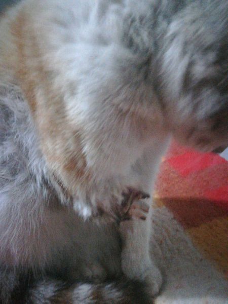 猫咪贪玩彻夜未归,主人深夜寻找,开门的那一刻忍不住哭了!