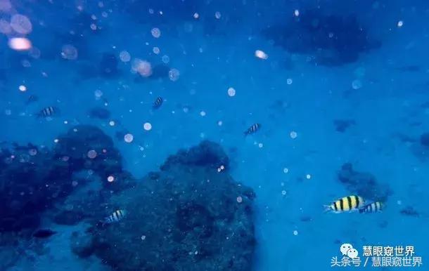 泰国斯米兰岛潜水,泰国斯米兰群岛潜水