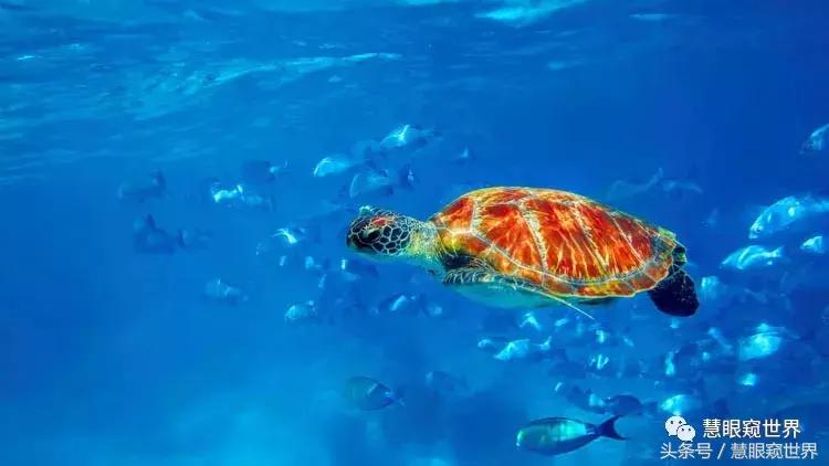 泰国斯米兰岛潜水,泰国斯米兰群岛潜水