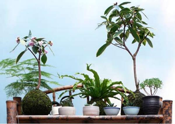 苔藓球植物养殖方法,苔藓球种植方法视频