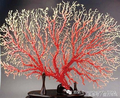 红珊瑚介绍方法,红珊瑚识别方法