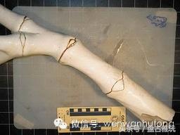 红珊瑚介绍方法,红珊瑚识别方法