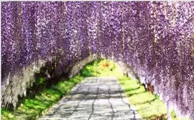 一场比樱花浪漫的紫藤之旅,一场紫藤花下的旅行