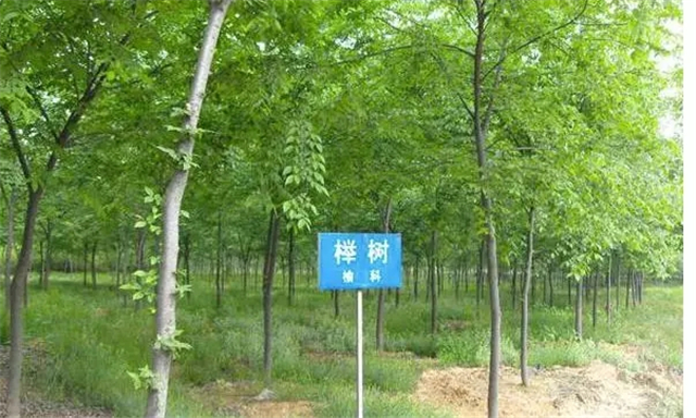 老榆木和新榆木区别大吗,老榆木与新榆木如何分辨真假图片