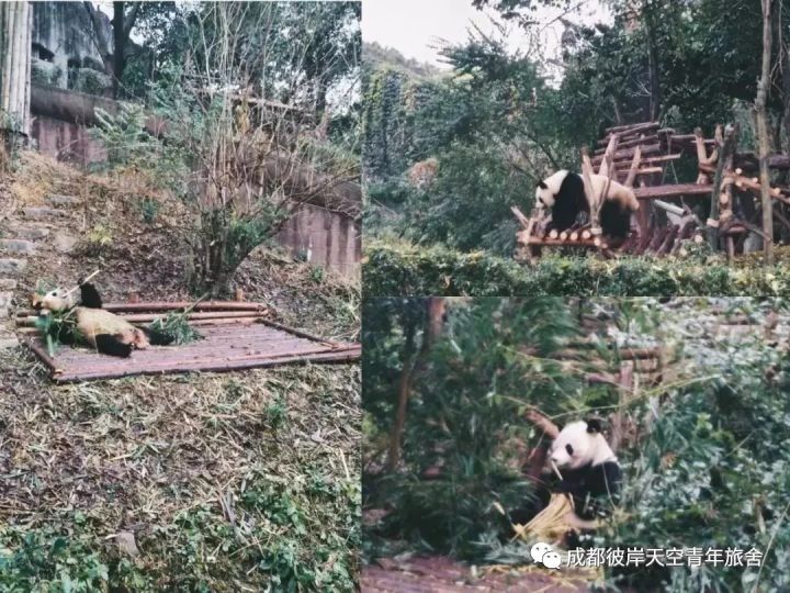 关于成都自驾游攻略的书,成都旅行全攻略3-4天自由行