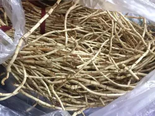 广西种植什么项目最赚钱,2018年种植什么最赚钱